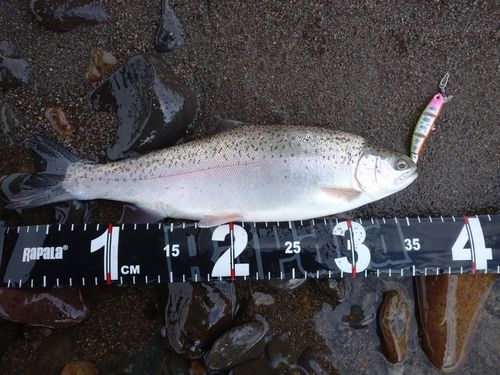 ニジマスの釣果