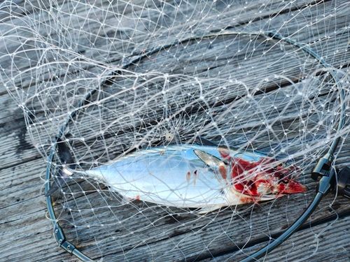 スマガツオの釣果