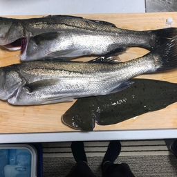 フッコ（マルスズキ）