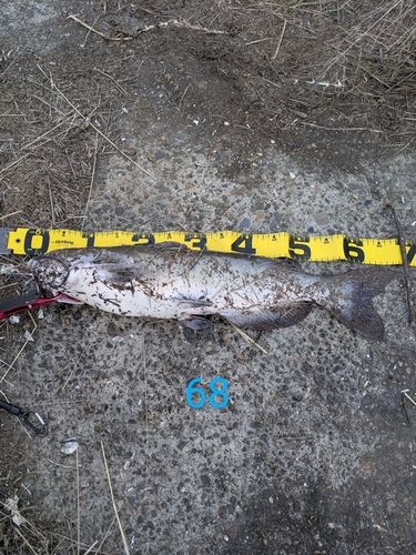 アメリカナマズの釣果