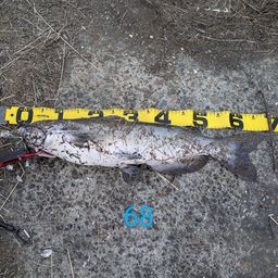 アメリカナマズ