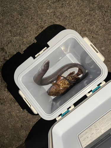 アナゴの釣果