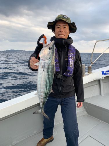 ハガツオの釣果