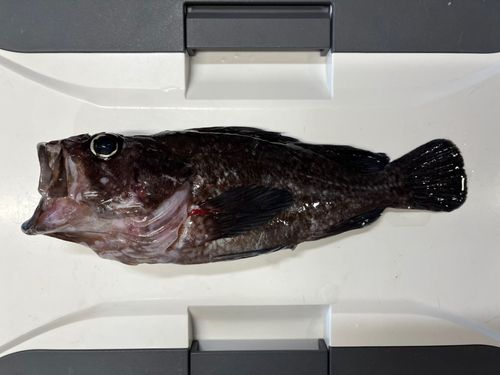 クロソイの釣果