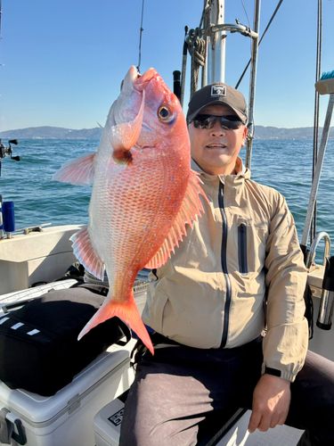 マダイの釣果