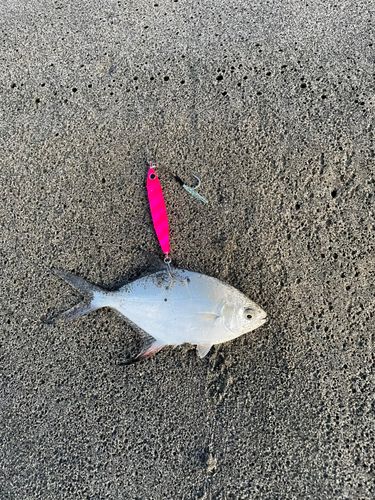 コバンアジの釣果