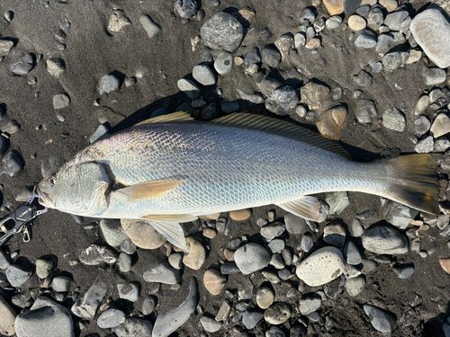 オオニベの釣果