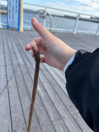 タカノハの釣果