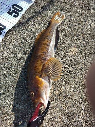 アイナメの釣果