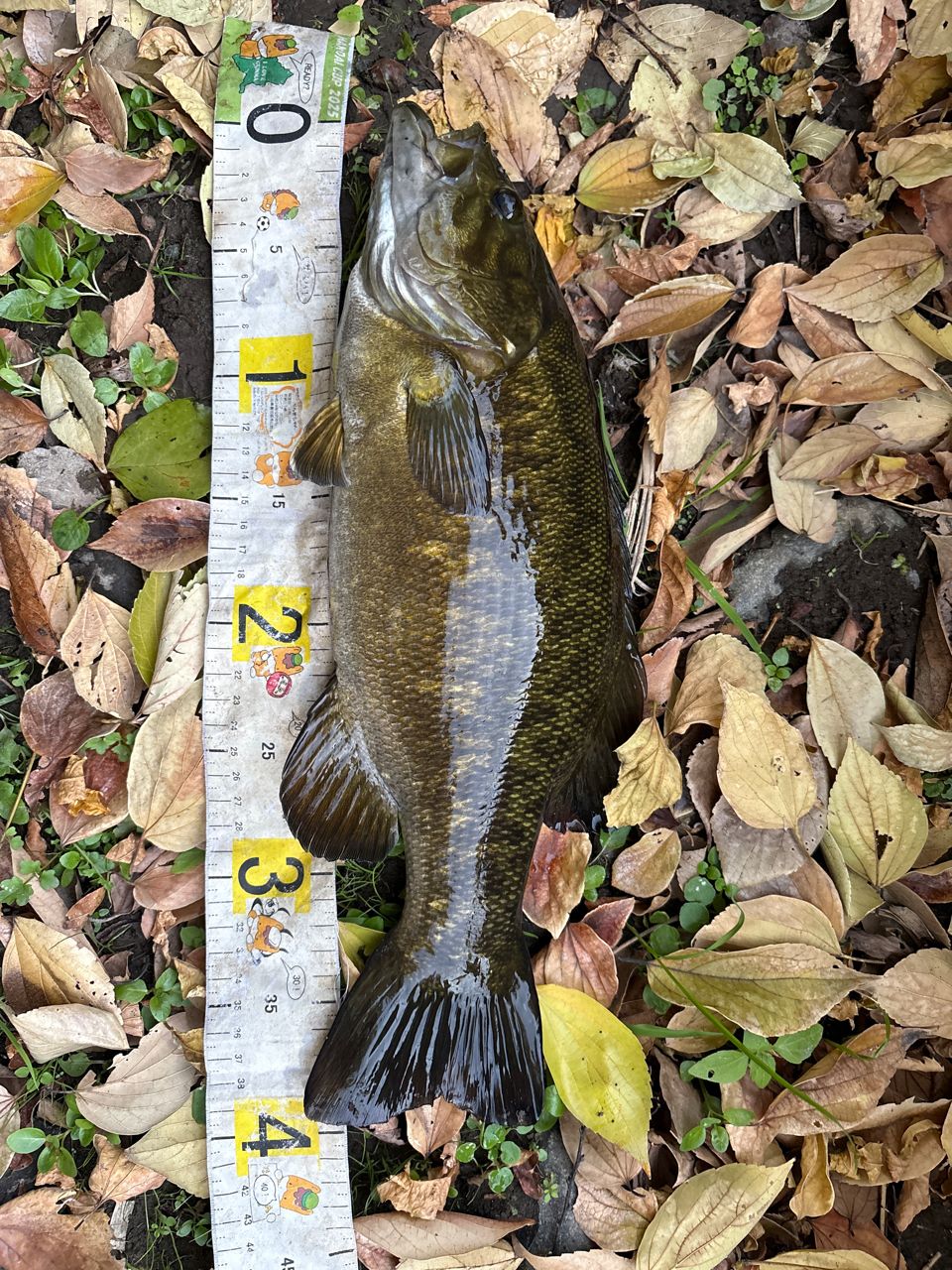 スモールマウスバス