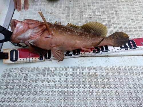 キジハタの釣果