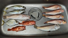 シロアマダイの釣果