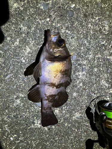 シロメバルの釣果