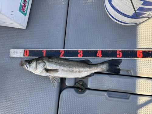 フッコ（タイリクスズキ）の釣果