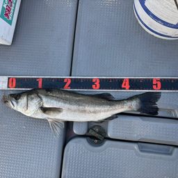 フッコ（タイリクスズキ）