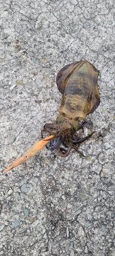 アオリイカの釣果