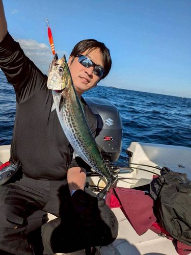 サゴシの釣果