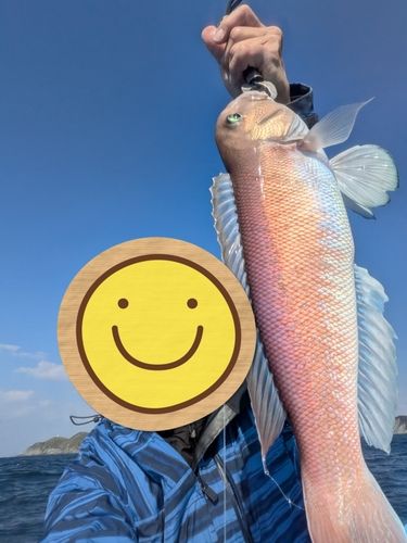 シロアマダイの釣果