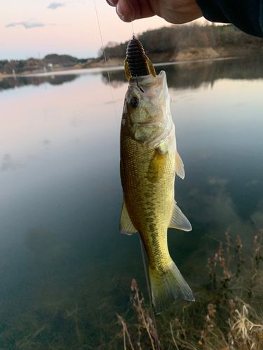 ラージマウスバスの釣果