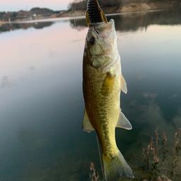 ラージマウスバス