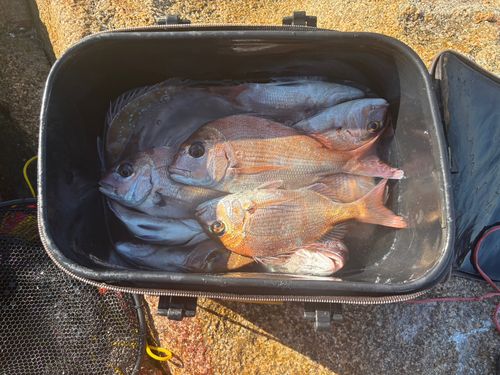 マダイの釣果