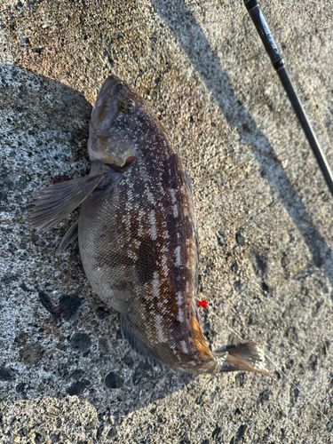 アイナメの釣果