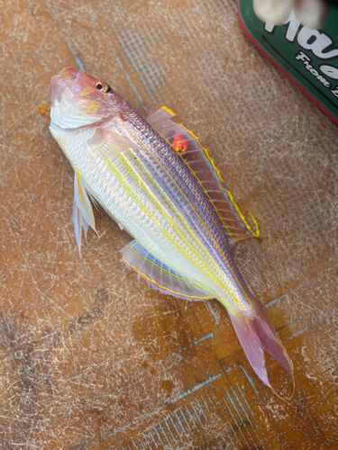 イトヨリダイの釣果