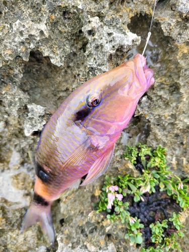 オジサンの釣果