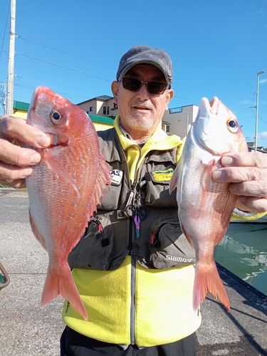 ハナダイの釣果
