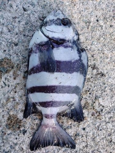イシダイの釣果
