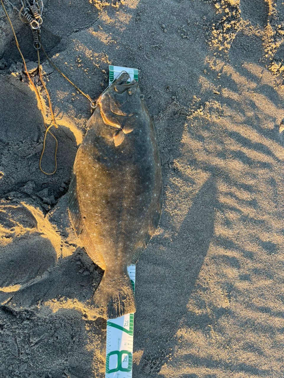 釣り人アングラー いつも坊主な釣り人さんの2025年11月22日(土)の釣行(静岡県 - 中田島