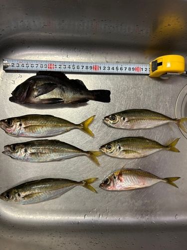 マアジの釣果