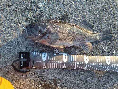 クロソイの釣果