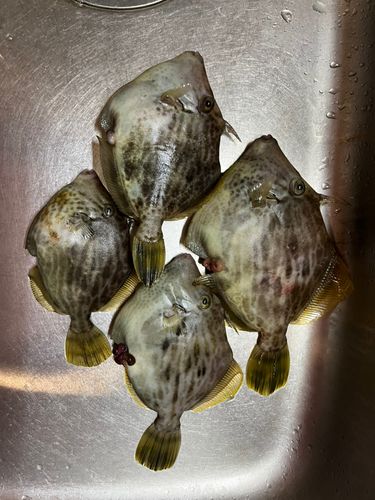 カワハギの釣果