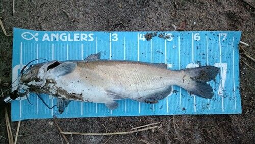 アメリカンキャットフィッシュの釣果