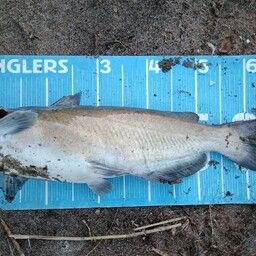 アメリカンキャットフィッシュ