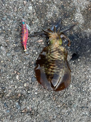 アオリイカの釣果