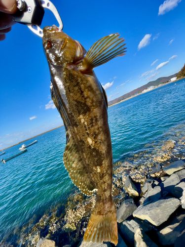 アイナメの釣果