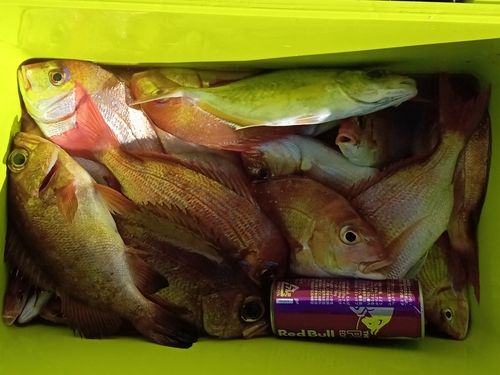 ハナダイの釣果