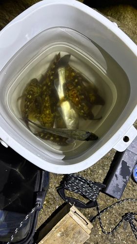 セントレア常滑港前島