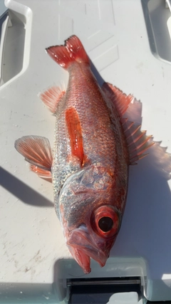 アカムツの釣果