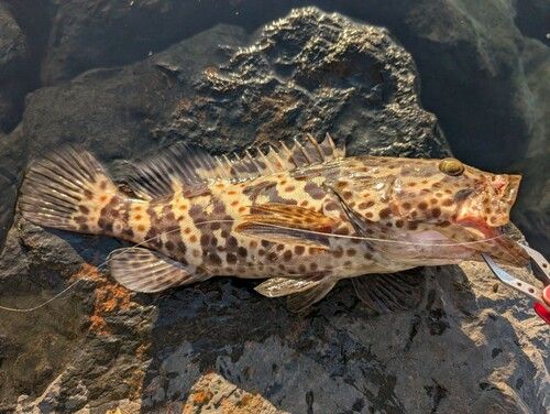 チャイロマルハタの釣果