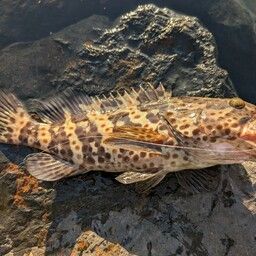 チャイロマルハタ