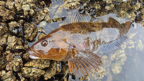 アイナメの釣果