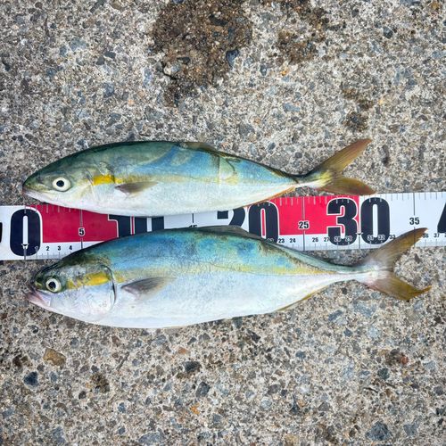神戸空港親水護岸