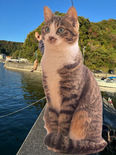 オオモンハタの釣果