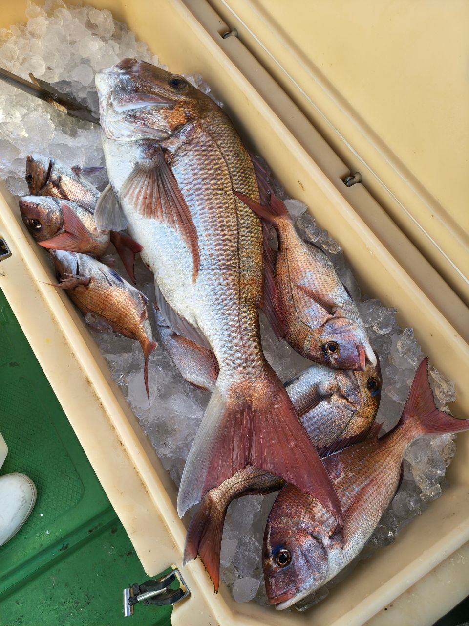 第三豊丸　日立久慈港さんの釣果 3枚目の画像