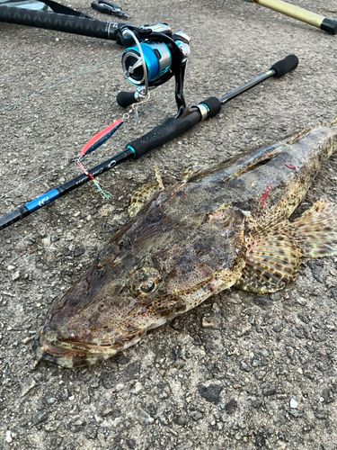 ワニゴチの釣果