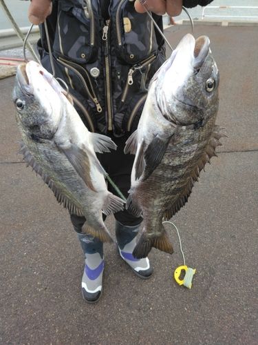 チヌの釣果