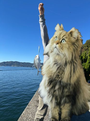 ロウニンアジの釣果